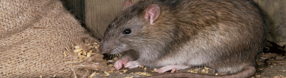 Ratos Aparecendo em Residências  24 HORAS